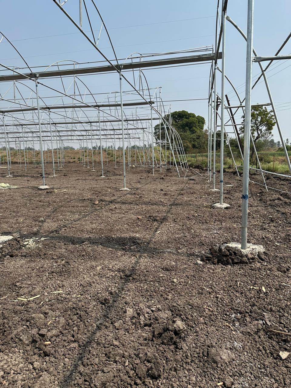 Greenhouse Project 78